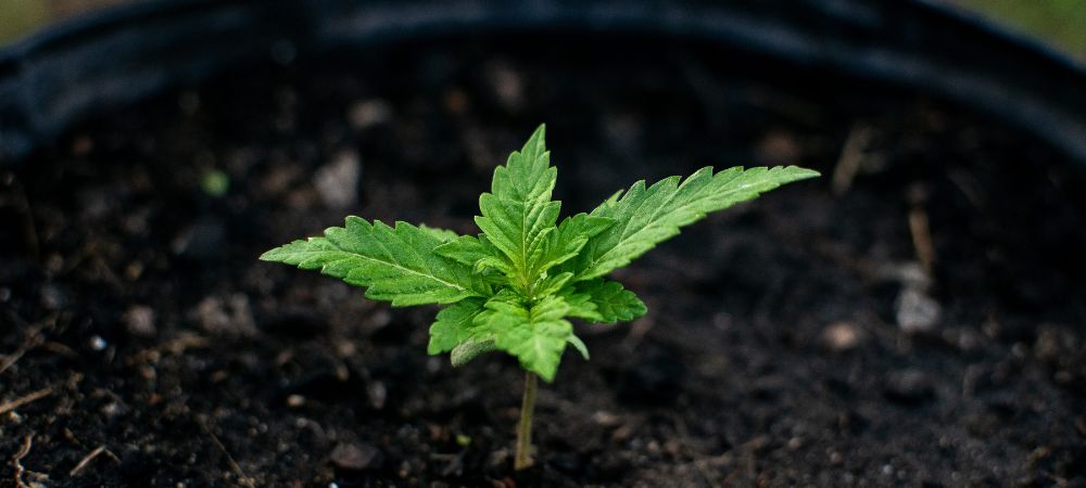 Culture en terre ou hydroponique : avantages d'un terreau