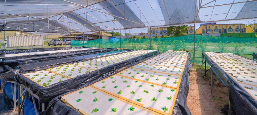 Culture en terre ou hydroponique : avantages de l'hydroponie