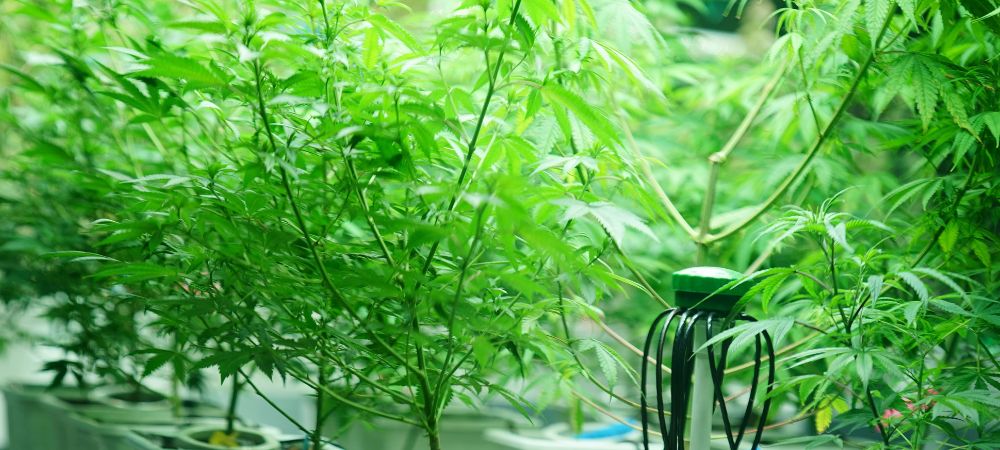 Riego por goteo cultivo SOG Cultivo SOG