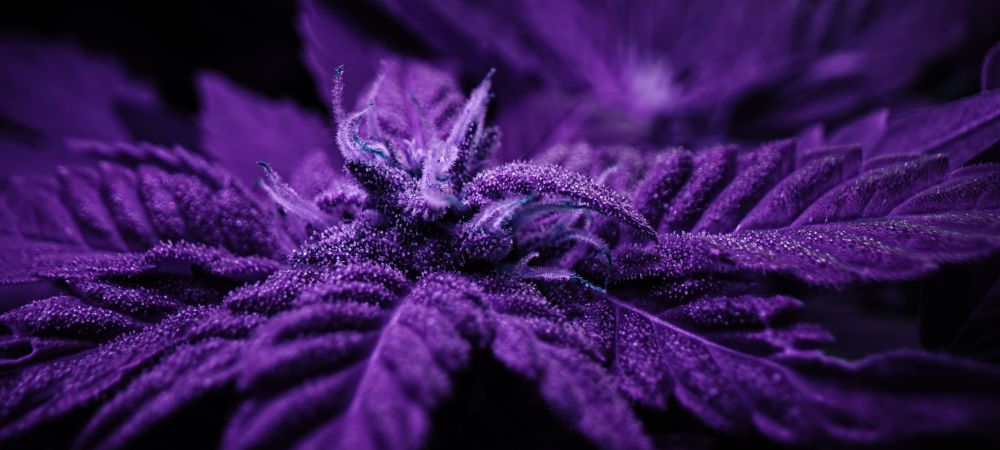 tipi di marihuana índica