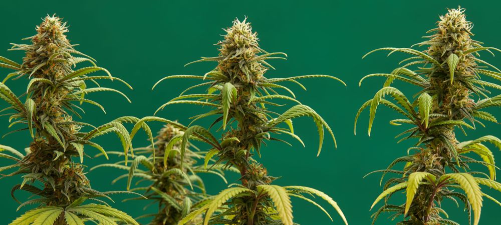 Plantas con cogollo central Cultivo SOG