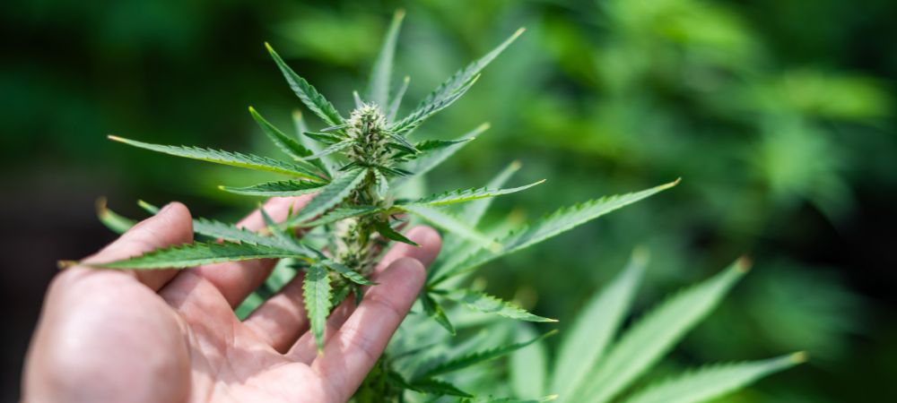 planta de marihuana en principios de floración