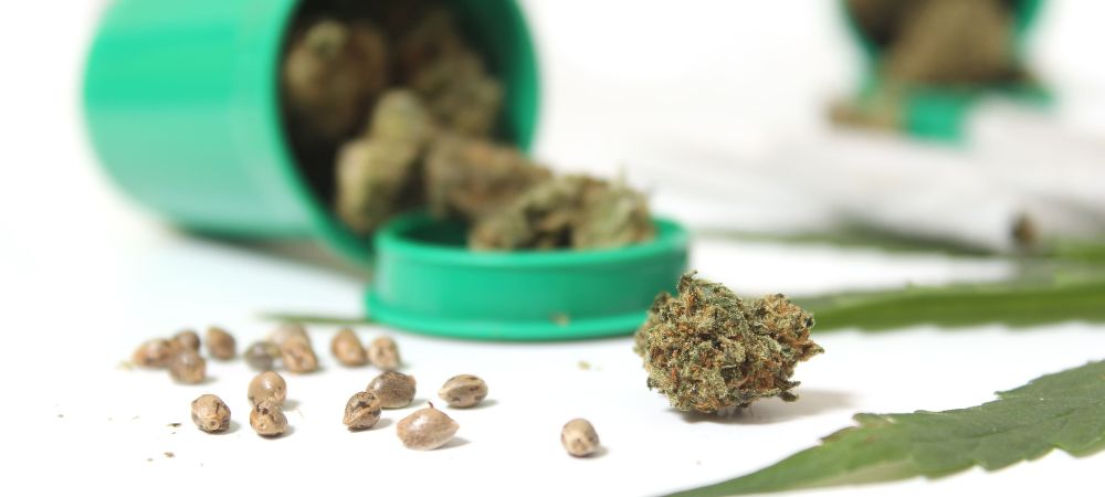 semillas de CBD y cáñamo