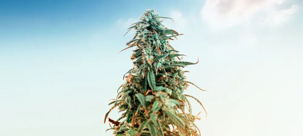 Best strains to grow in winter