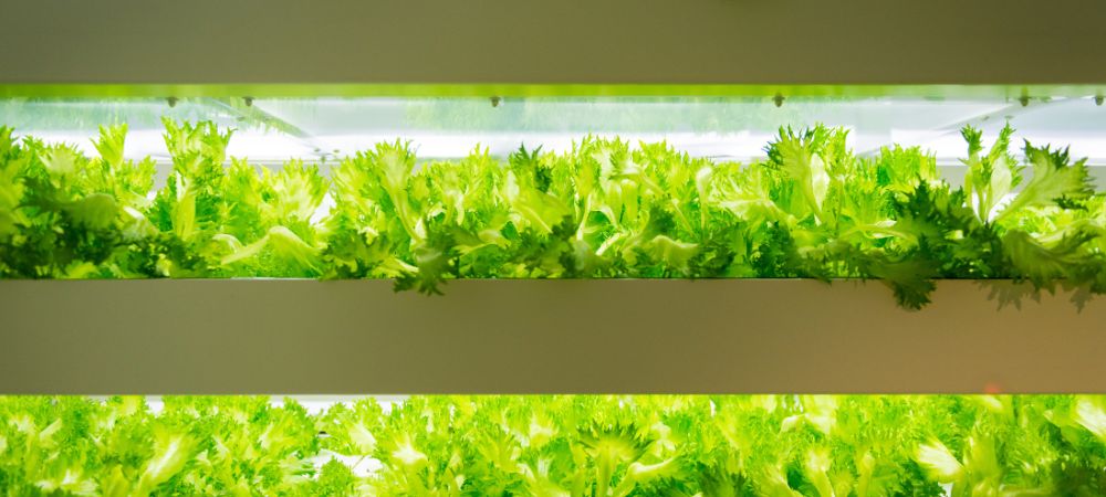Indoor vertical farming