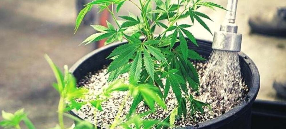 watering cannabis plants