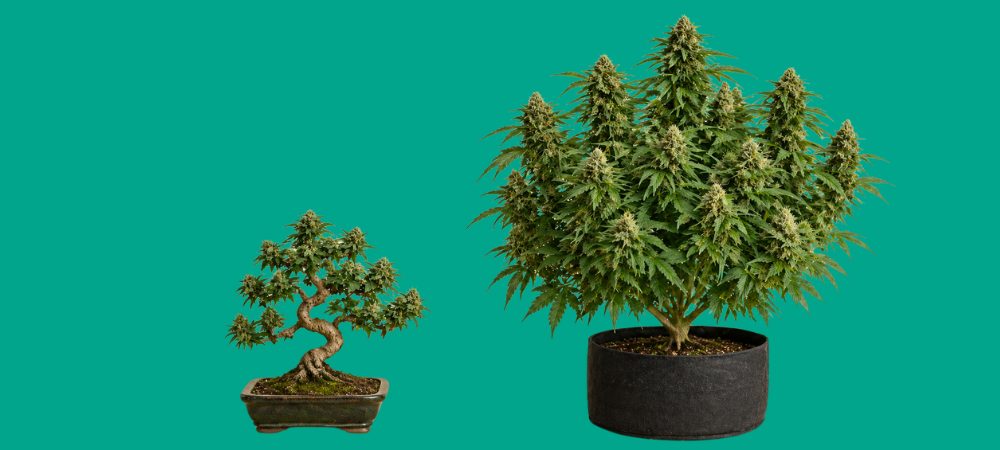 Comparativa entre un bonsái de marihuana y una planta de cannabis de tamaño normal.