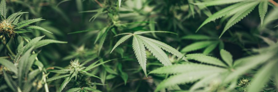Guías de cultivo Guías de cultivo