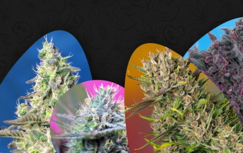 Noticias Cannábicas