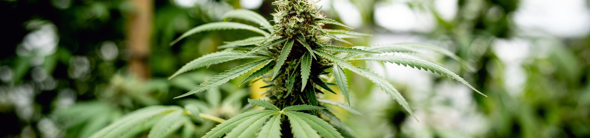 Erwinia amylovora 1920