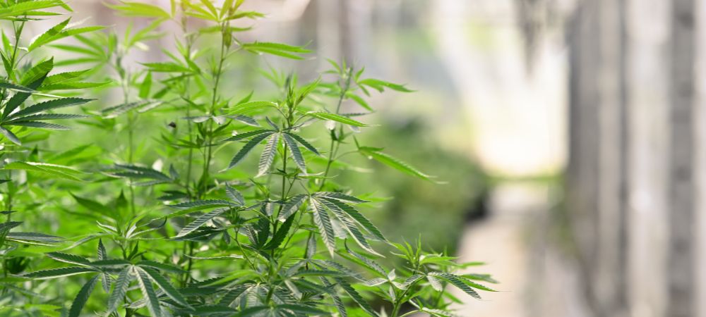 Erwinia amylovora in marijuana plants