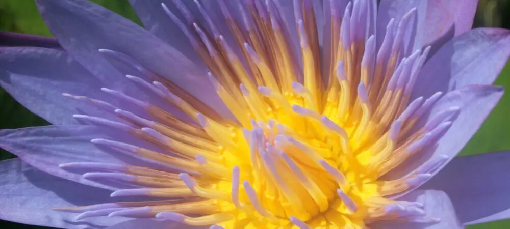 blaue Lotusblume