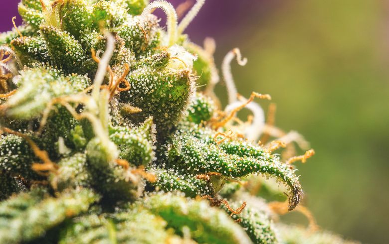 Noticias Cannábicas