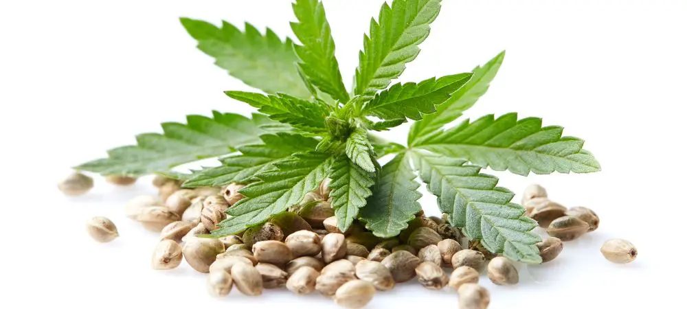 sativa seeds