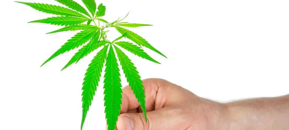 types of marijuana seeds