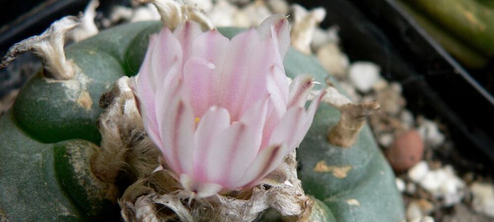 Peyote características