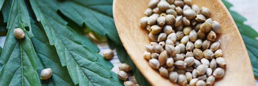 Noticias Cannábicas