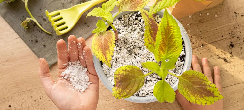 Perlite per coltivare