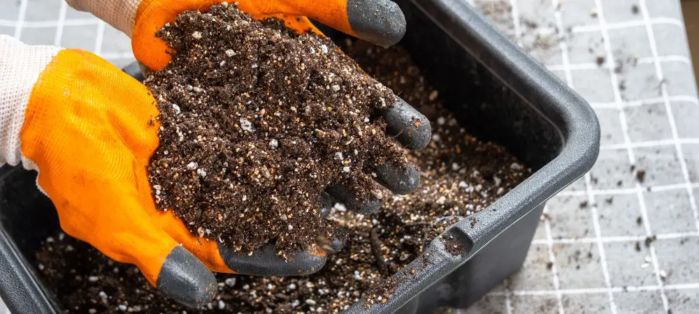 Perlite per piante combinazione