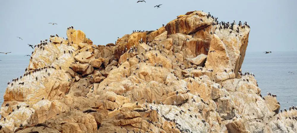 Cos'è il guano e come si compone