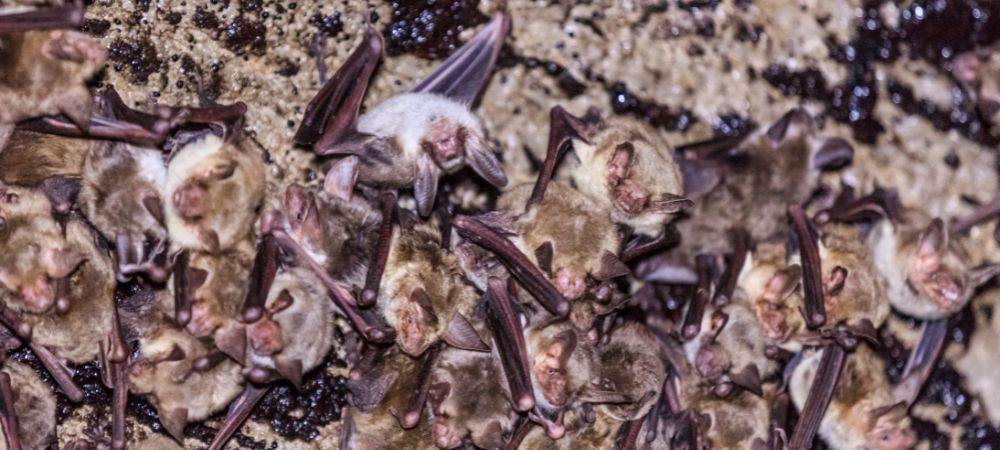 Che cos'è il guano di pipistrello