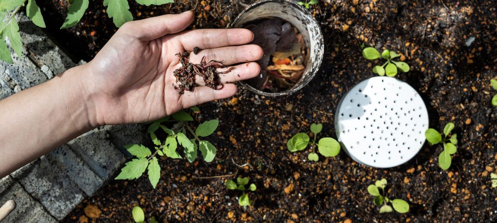 O húmus pode queimar as plantas? O húmus pode queimar as plantas?