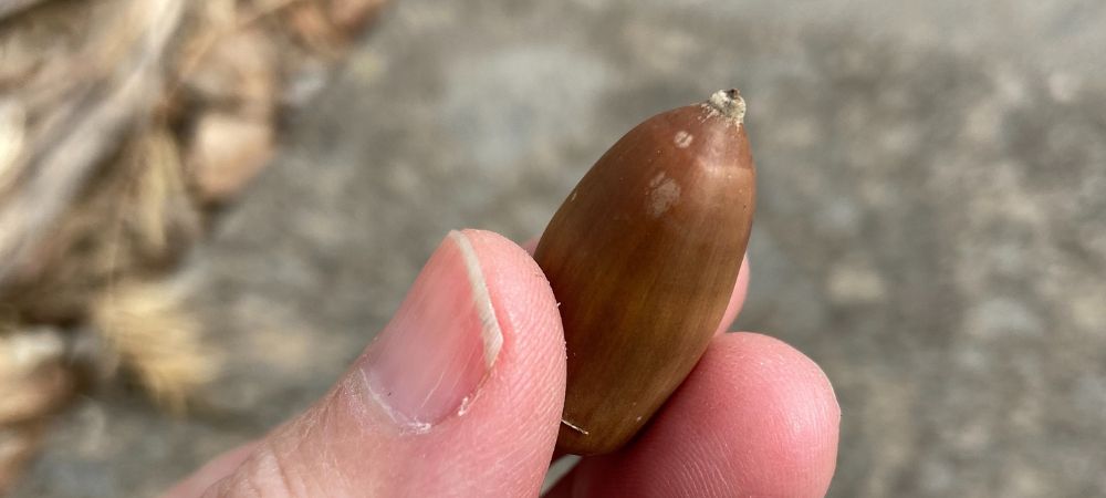 olivettes de hash