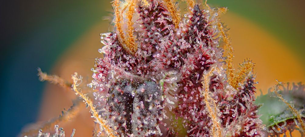 Black Muffin F1 seguimiento