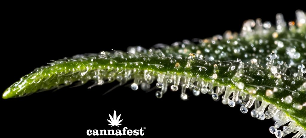 Cannafest prague
