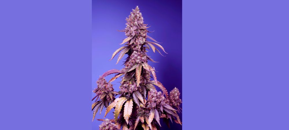 Seguimiento Black Muffin