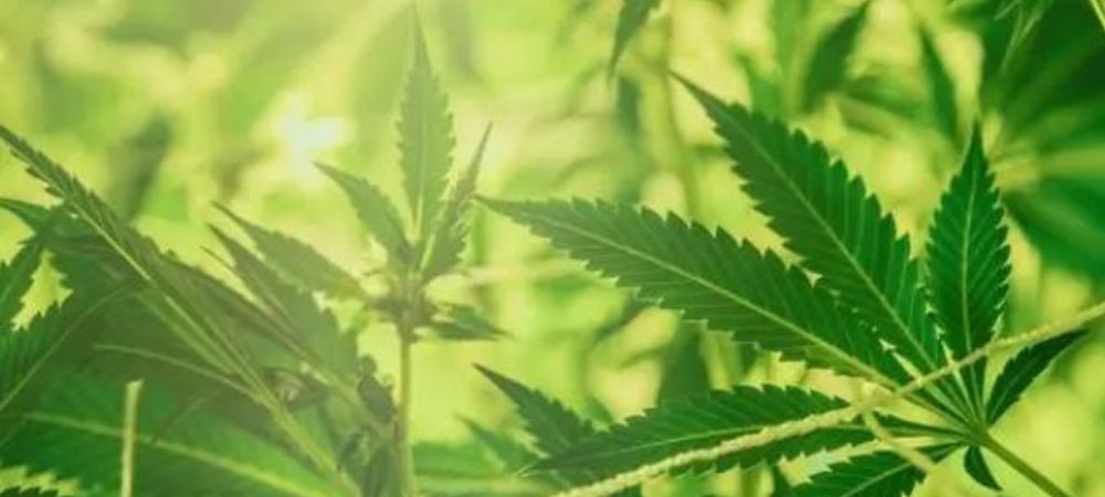cannabis plants tied