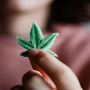 Schema caramelos de cannabis