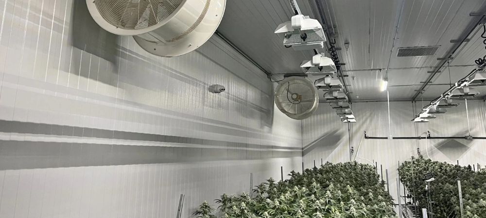  Sistema de ventilación y extracción en un cultivo indoor de cannabis, con turbinas de techo y circulación de aire diseñada para controlar temperatura y humedad