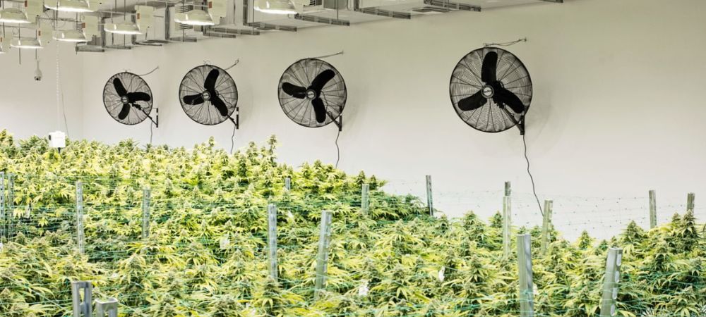 Ventiladores para cultivo de interior de pared instalados en un cultivo interior de cannabis. Sirven para mejorar la circulación del aire, reducir el calor y prevenir problemas de humedad.

