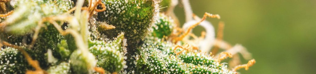 semi di cannabis più potenti Gorilla