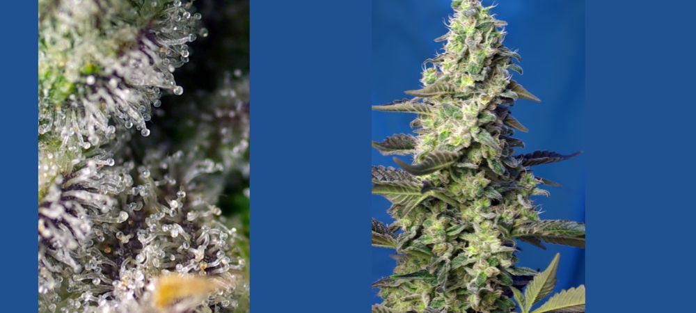 Green Poison XL Auto