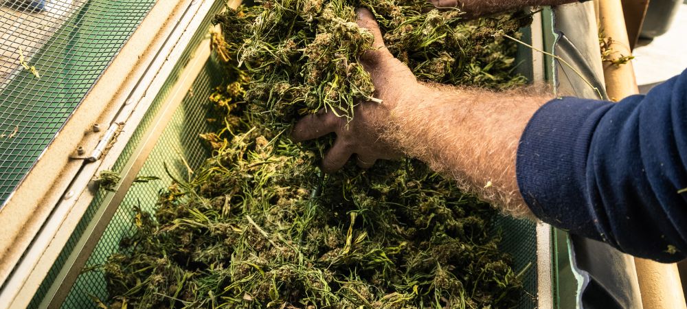 How to trim cannabis plants