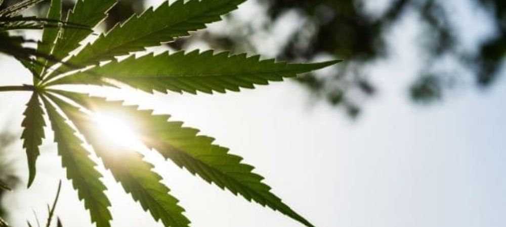 Comment faire pousser du cannabis en hiver