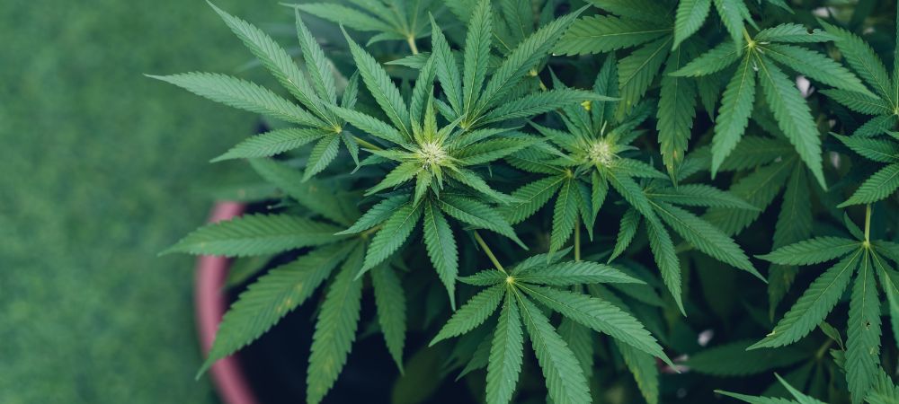 fertilizantes para marihuana