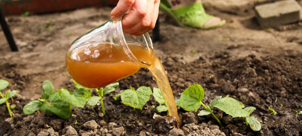cómo preparar fertilizante casero