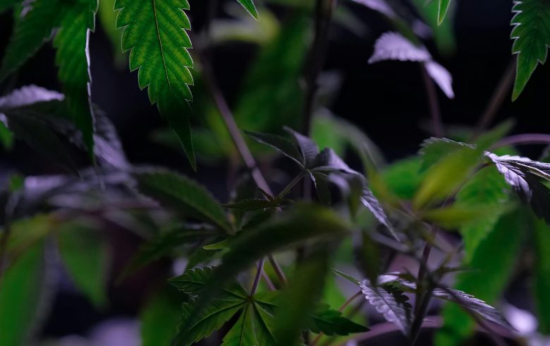 Noticias Cannábicas