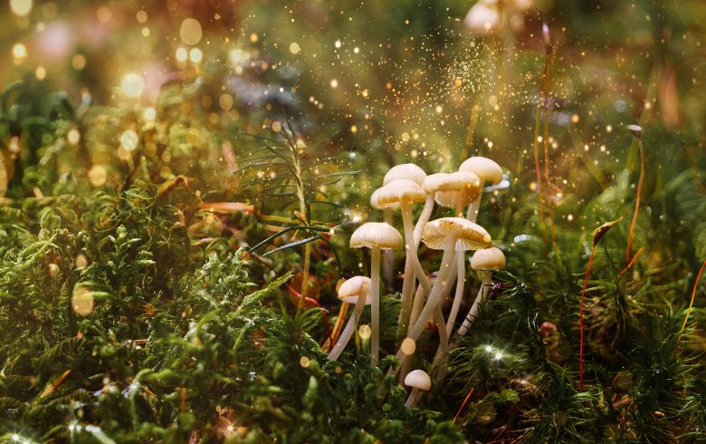 Noticias Cannábicas