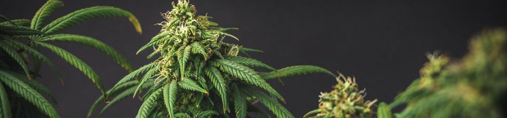 fertilizante casero floración