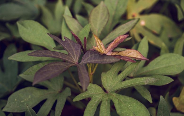 Noticias Cannábicas