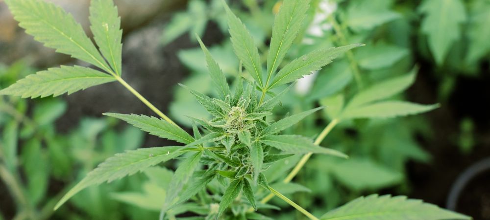 Araña blanca marihuana