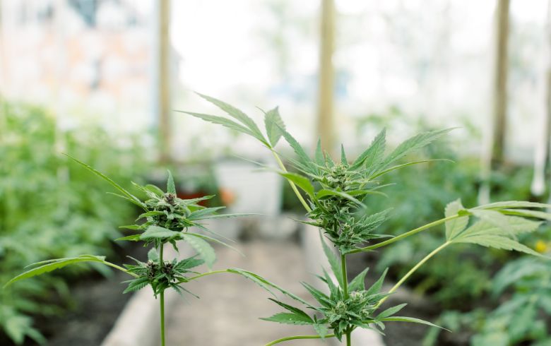 Noticias Cannábicas