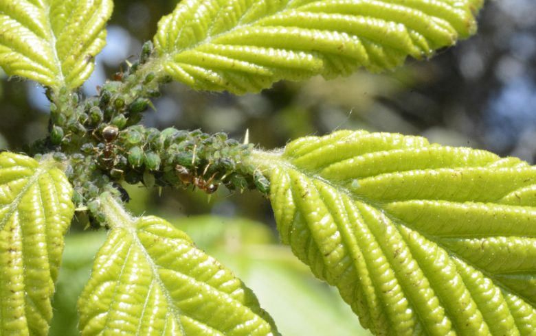 Noticias Cannábicas