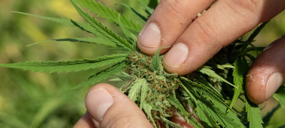 Efectos araña blanca en plantas marihuana