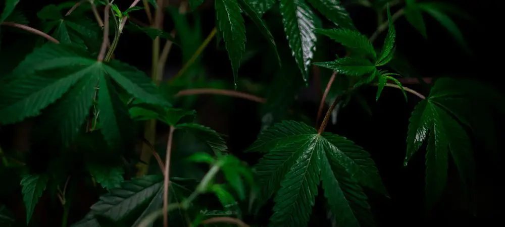 prevenire e controllare l'oidio