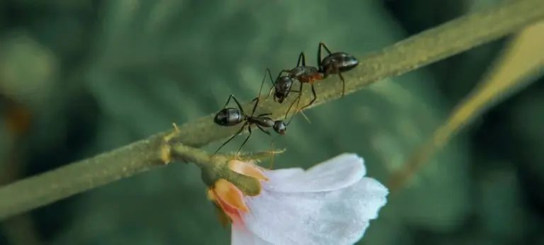 ants in my flowerpot
